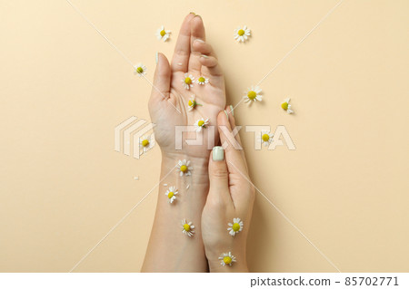 Female hands with chamomiles on beige background Female hands with chamomiles on beige background 85702771