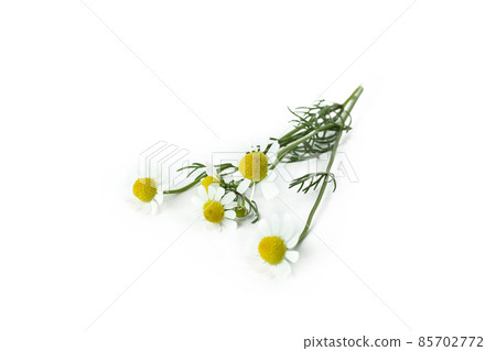 Beautiful chamomile flowers isolated on white background Beautiful chamomile flowers isolated on white background 85702772