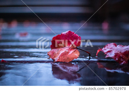 臺灣,冬季,楓葉,雨水,濕氣,火車,鐵道,生態,霧氣 臺灣,冬季,楓葉,雨水,濕氣,火車,鐵道,生態,霧氣 85702978