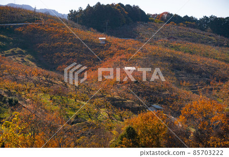 Gojo City, Autumn Leaves in Kakihata, Gojo City, Nara Prefecture Gojo City, Autumn Leaves in Kakihata, Gojo City, Nara Prefecture 85703222