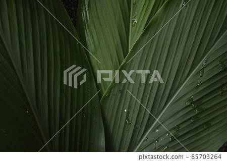 Top view leaf background.Green leaves color tone dark in the morning.Tropical Plant in Thailanad,environment,good air.photo concept nature and plant. Top view leaf background.Green leaves color tone dark in the morning.Tropical Plant in Thailanad,environment,good air.photo concept nature and plant. 85703264