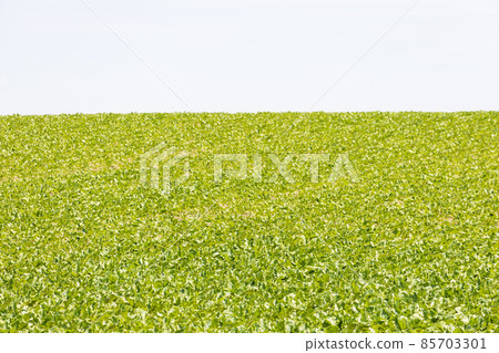 Countryside field in Hokkaido Countryside field in Hokkaido 85703301
