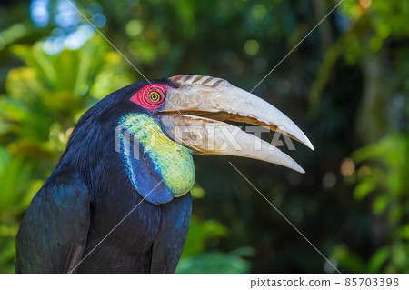 Portrait of a large hornbill. Close up in the wild. A colorful tropical bird native to Asia, Malaysian. 85703398