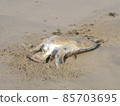 Sea turtle carcass 85703695