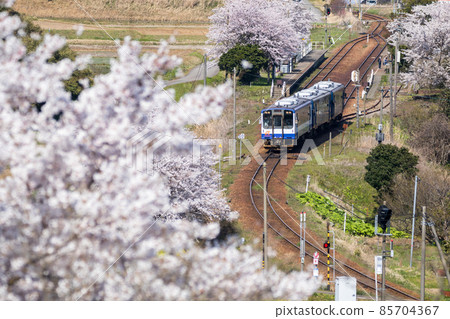 [Noto Railway] A bird's-eye view of Nishigishi Station where cherry blossoms bloom 85704367