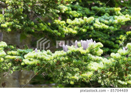 禮文島風光 85704489