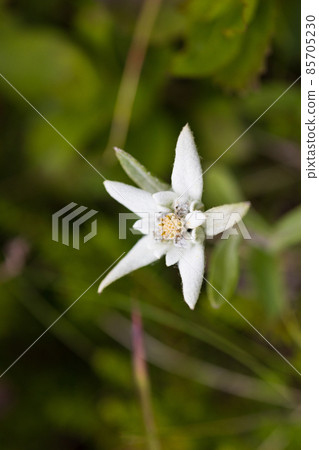 Rebun Island scenery Rebun Island scenery 85705230