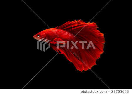 Half moon red betta isolated on black background with clipping path 85705663