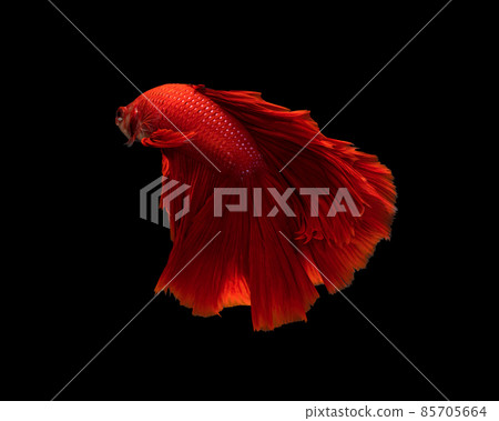 Half moon red betta isolated on black background with clipping path 85705664