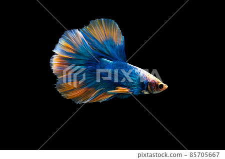 Halfmoon blue and orange betta isolated on black background 85705667