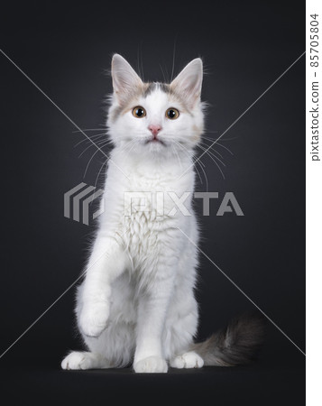 Turkish Van kitten on black background Turkish Van kitten on black background 85705804