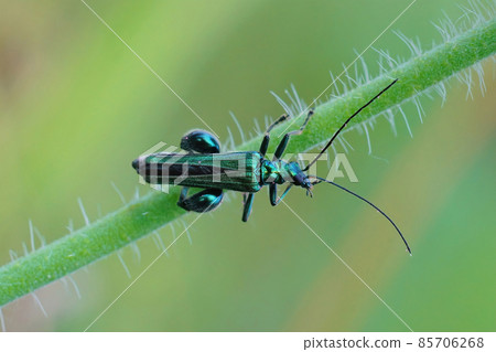 Closeup on an iridescent green male of the false oil beetle, Oedemera nobilis, hanging on a straw of grass Closeup on an iridescent green male of the false oil beetle, Oedemera nobilis, hanging on a straw of grass 85706268