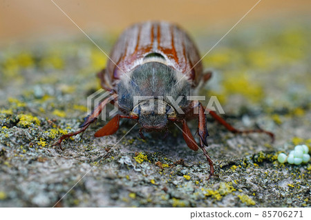 Frontal closeup on the head and antenaa of the cockchafer, Melolontha melolontha 85706271