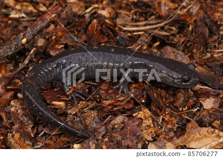 Closeup on a juvenile dark streamtype salamander, Hynobius hirosei on leafs ... 85706277