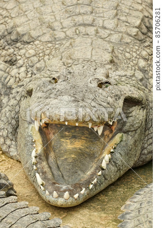 Nile crocodile, Crocodylus niloticus, a large crocodilian of freshwater habitats in Africa Nile crocodile, Crocodylus niloticus, a large crocodilian of freshwater habitats in Africa 85706281