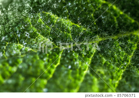 Green leave with water drops. After rain Green leave with water drops. After rain 85706371
