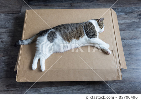 Domestic fat cat sleeping on delivery cardboard box on fthe floor Domestic fat cat sleeping on delivery cardboard box on fthe floor 85706490