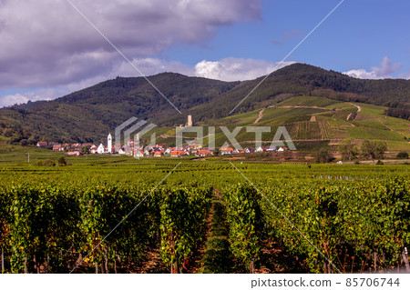 Vineyards on the wine road, Alsace, France Vineyards on the wine road, Alsace, France 85706744