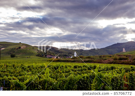 Vineyards on the wine road, Alsace, France Vineyards on the wine road, Alsace, France 85706772