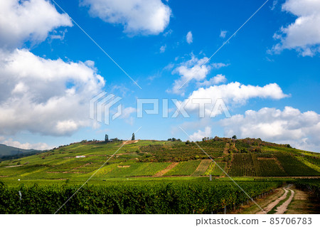 Vineyards on the wine road, Alsace, France Vineyards on the wine road, Alsace, France 85706783