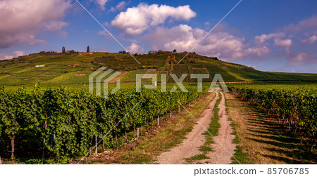 Vineyards on the wine road, Alsace, France Vineyards on the wine road, Alsace, France 85706785