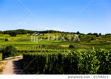 Vineyards on the wine road, Alsace, France Vineyards on the wine road, Alsace, France 85706823