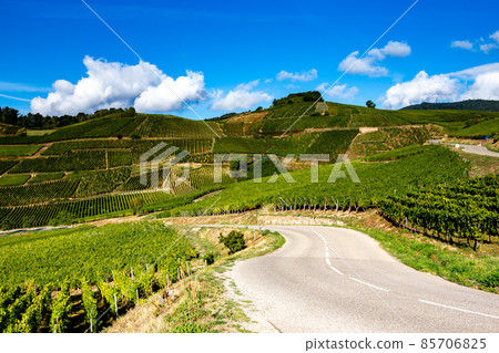 Vineyards on the wine road, Alsace, France Vineyards on the wine road, Alsace, France 85706825