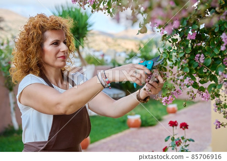 Woman in an apron with pruner, flowering bush in garden Woman in an apron with pruner, flowering bush in garden 85706916