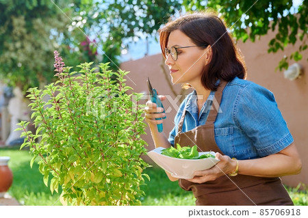 Woman picking leaves from potted basil bush, home spicy herbal garden Woman picking leaves from potted basil bush, home spicy herbal garden 85706918