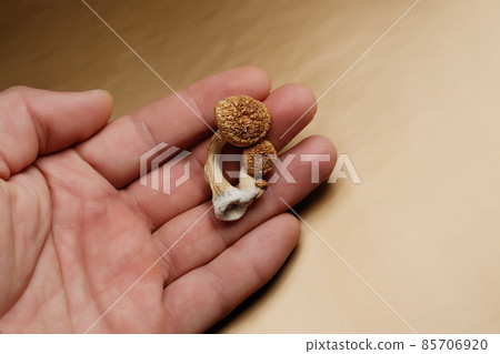 Psilocybin mushrooms in man's hand on golden background Psilocybin mushrooms in man's hand on golden background 85706920