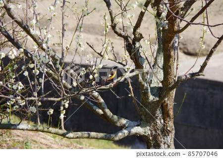 白梅和壽子 85707046