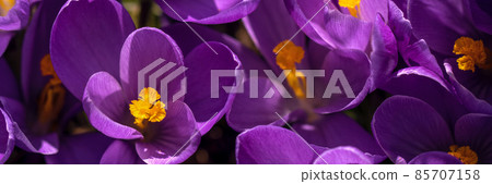 First spring purple crocus flowers. 85707158