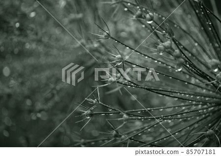 Floral abstract dark green background. Rain drops. Relaxing mood background Floral abstract dark green background. Rain drops. Relaxing mood background 85707181