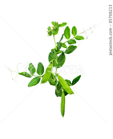 Green peas pod on white 85708213