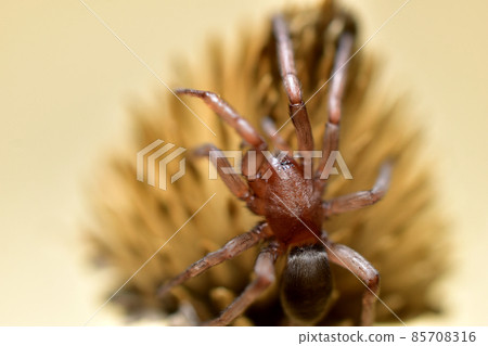 Close-up shot of a Tegenaria spider sitting on a dry flower. 85708316