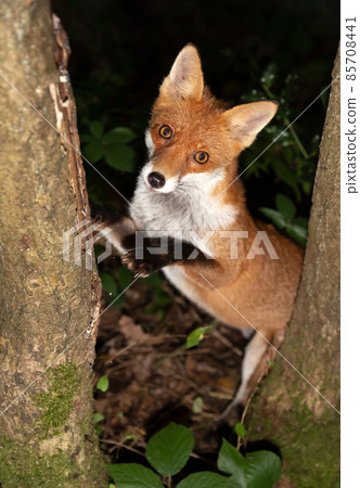 Curious red fox leaning against a tree in the forest 85708441