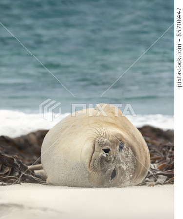 Close up of a Southern Elephant seal lying on a sandy beach on a coastal area of Atlantic ocean Close up of a Southern Elephant seal lying on a sandy beach on a coastal area of Atlantic ocean 85708442
