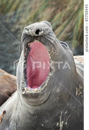 Close up of a Southern Elephant seal roaring on a coastal area Close up of a Southern Elephant seal roaring on a coastal area 85708443
