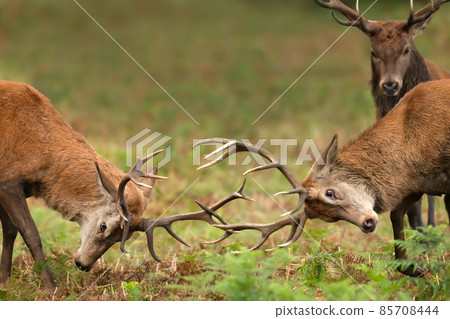 Close up of two Red deer stags fighting and a spectator during rutting season in autumn Close up of two Red deer stags fighting and a spectator during rutting season in autumn 85708444