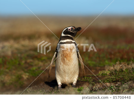 Close up of a Magellanic penguin standing on grass on a sunny afternoon 85708448