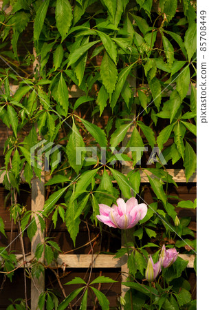 Pink clematis on a trellis in summer 85708449