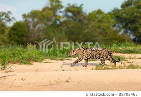 Jaguar walking along the river bank, Pantanal, Brazil 85708463
