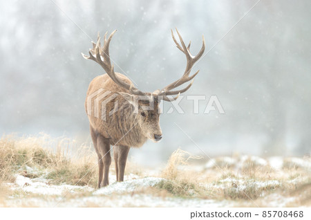 Close up of a Red deer stag in winter Close up of a Red deer stag in winter 85708468