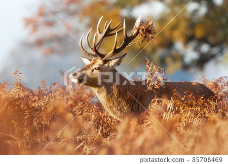 Portrait of a red deer stag in autumn Portrait of a red deer stag in autumn 85708469