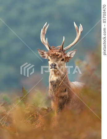 Red deer stag with antlers decorated with ferns and vegetation during rut Red deer stag with antlers decorated with ferns and vegetation during rut 85708470