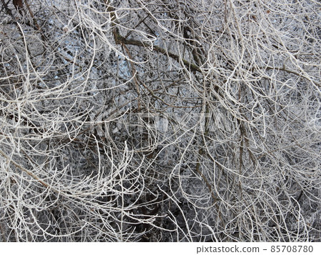 texture of frozen tree branches and bushes in winter texture of frozen tree branches and bushes in winter 85708780