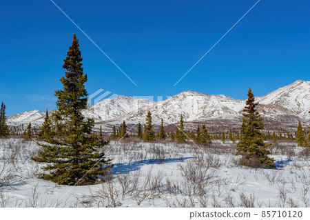 Afternoon landscape in Denali National Park and Preserve 85710120