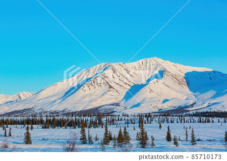 Afternoon landscape in Denali National Park and Preserve 85710173