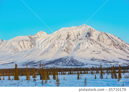 Afternoon landscape in Denali National Park and Preserve 85710179
