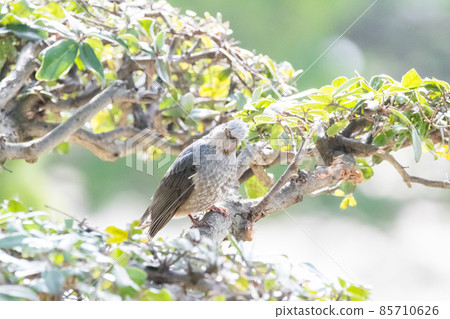 [野鳥] 公園裡玩耍的白頭翁 85710626